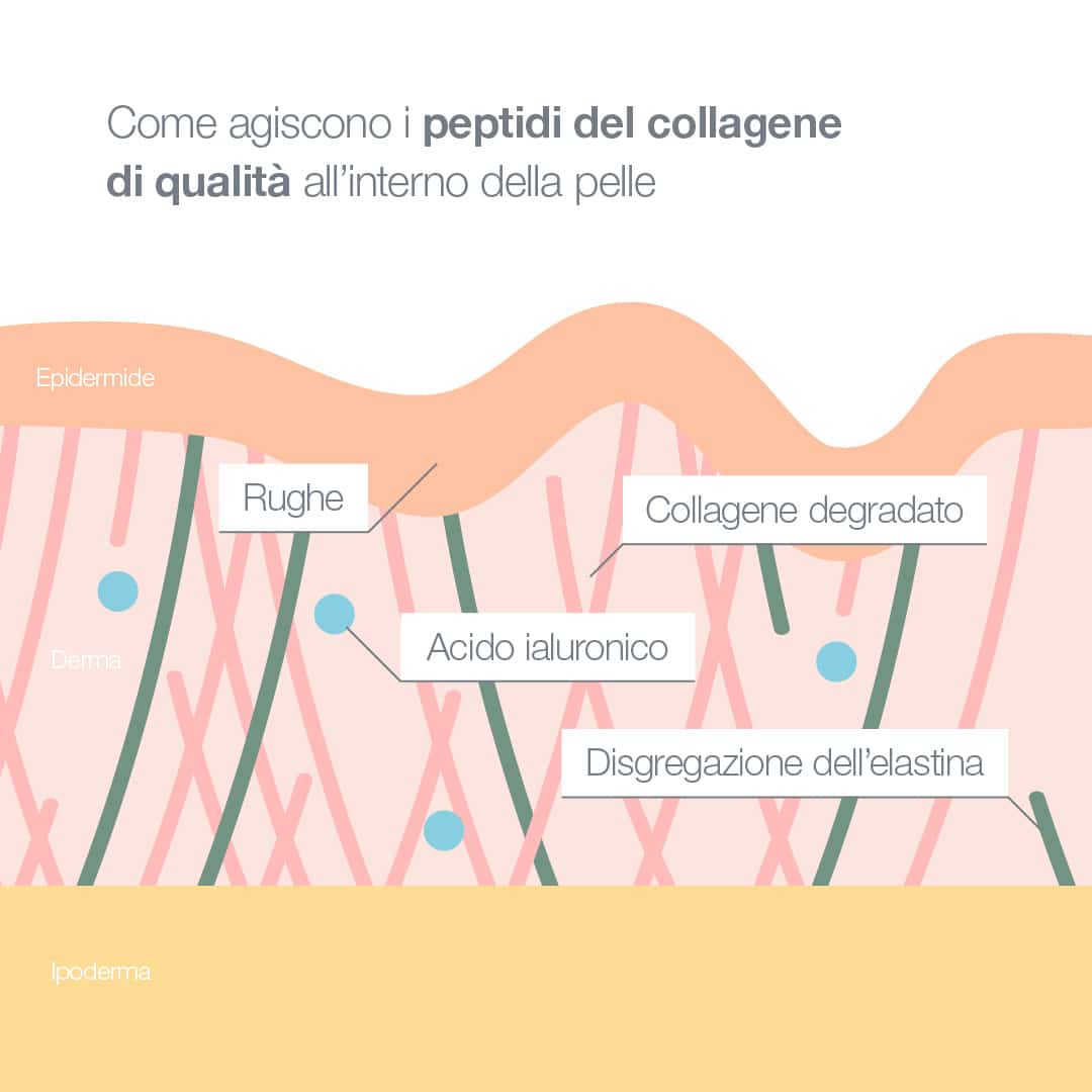 Come agiscono i peptidi del collagene di qualità all'interno della pelle